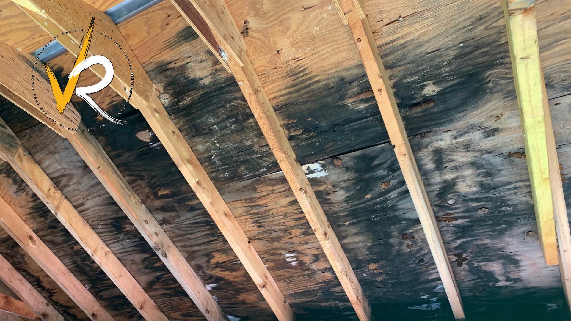 Attic mold in a Vancouver home