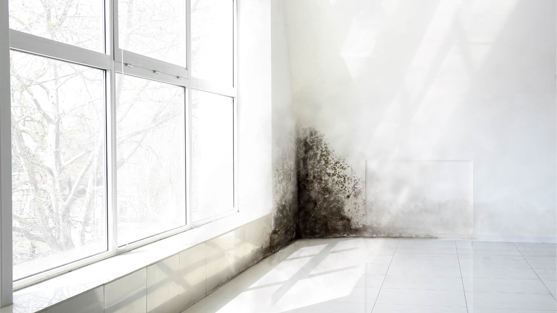 Local Vancouver home mold inspection and remediation guidance