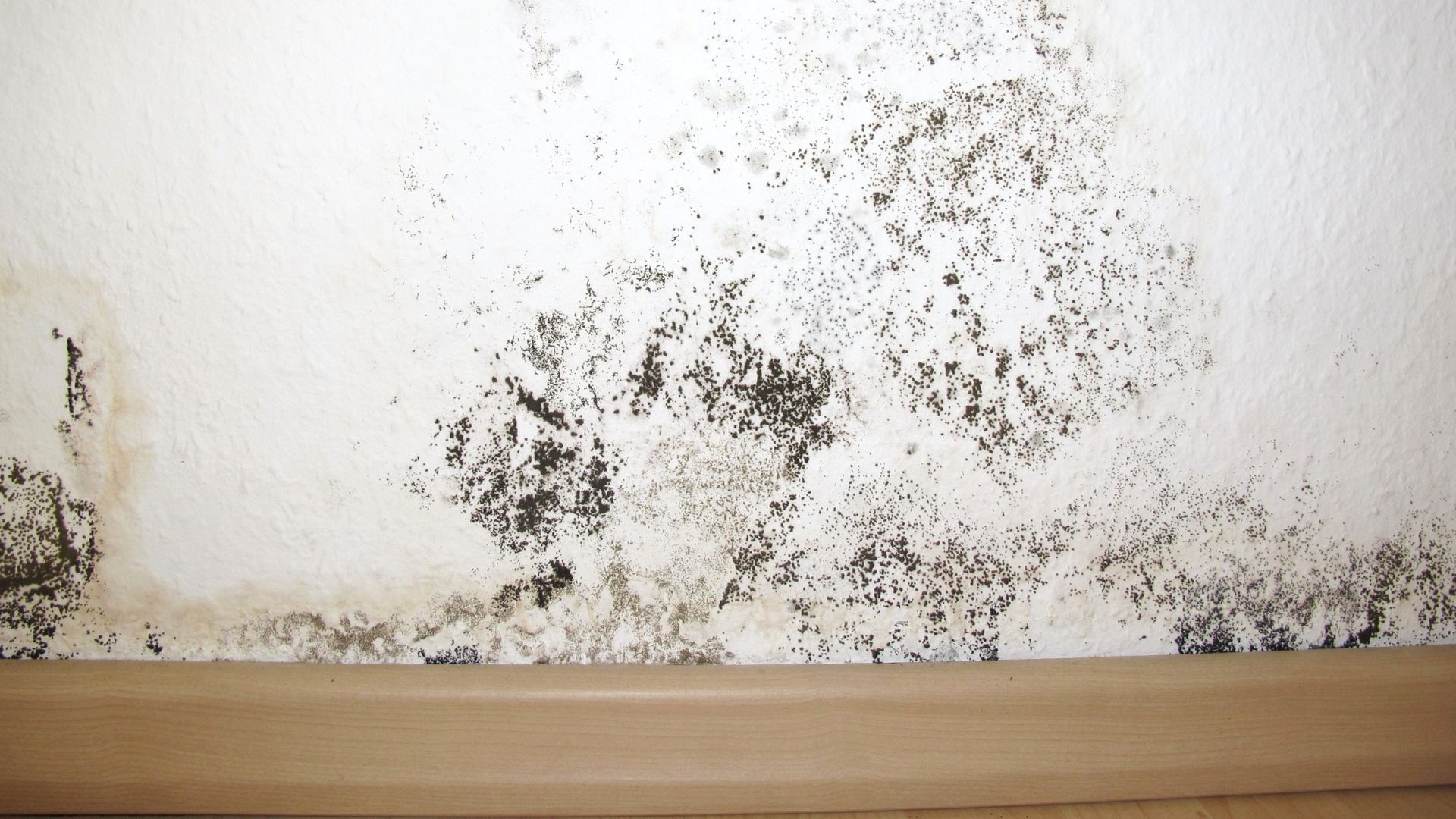 Roof leak and mold concern